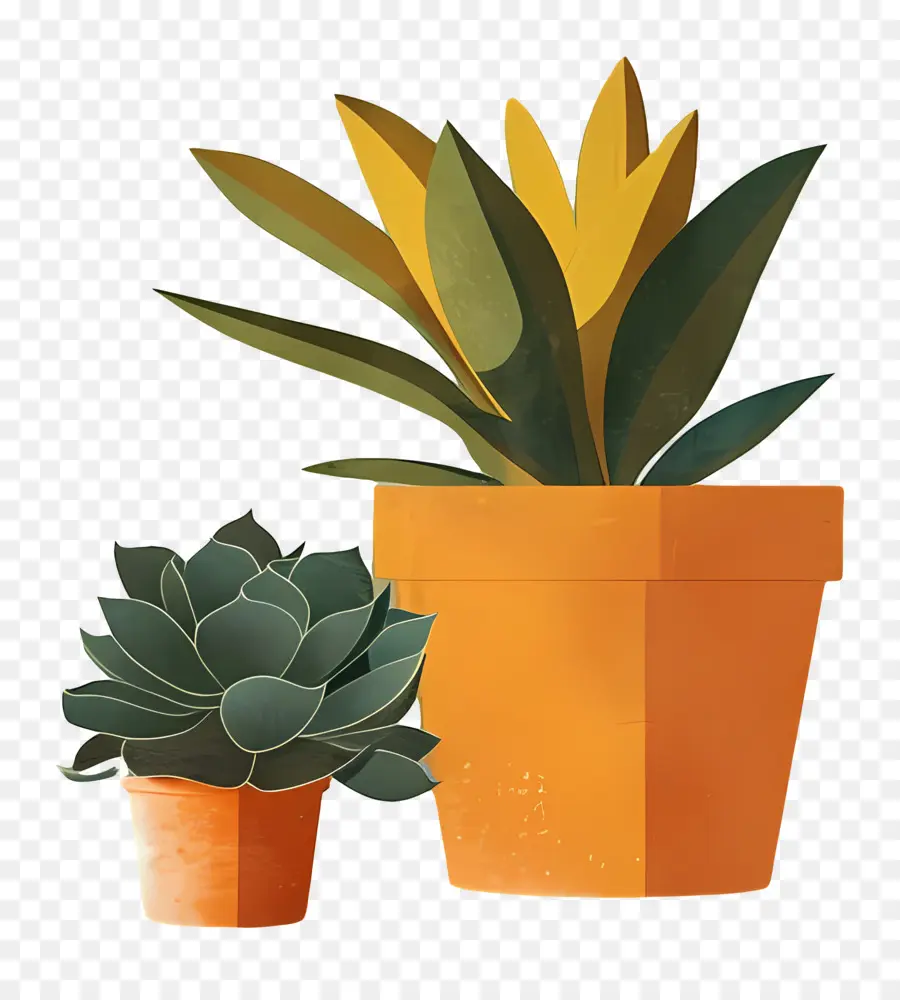 Las Plantas Suculentas，Cacti PNG