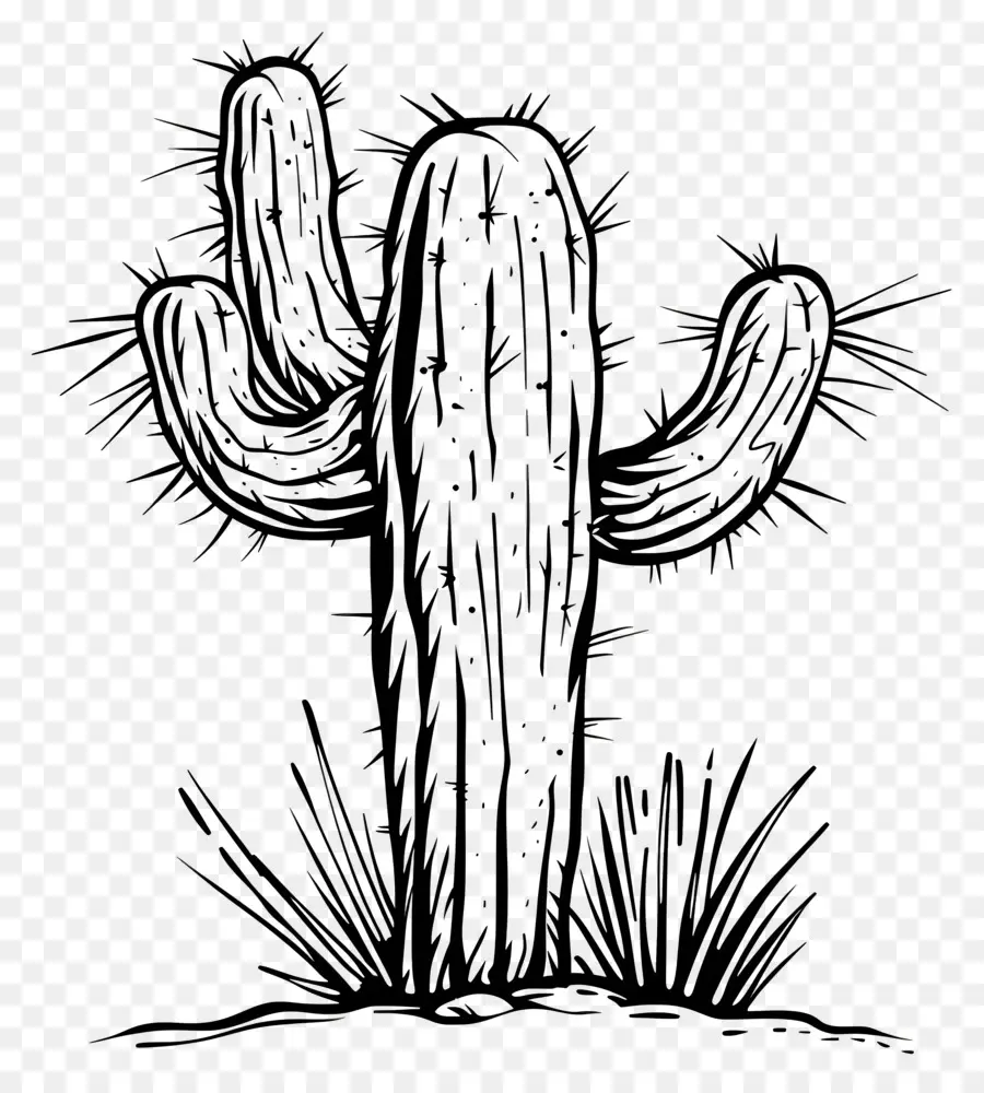 Un Dibujo De Línea，Cactus PNG