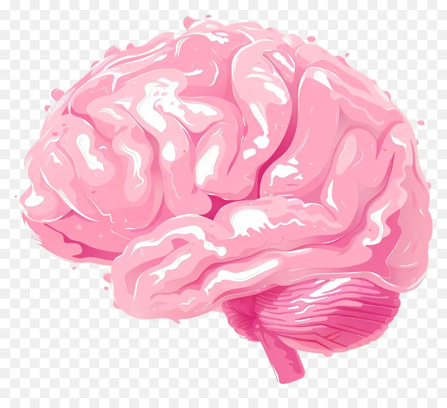 Cerebro，La Anatomía Del Cerebro PNG