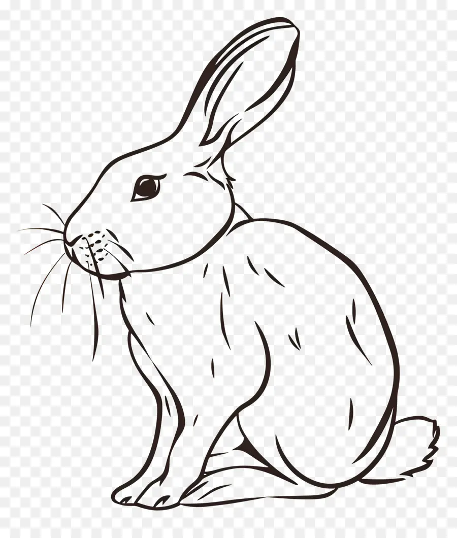 Conejo，Dibujo PNG