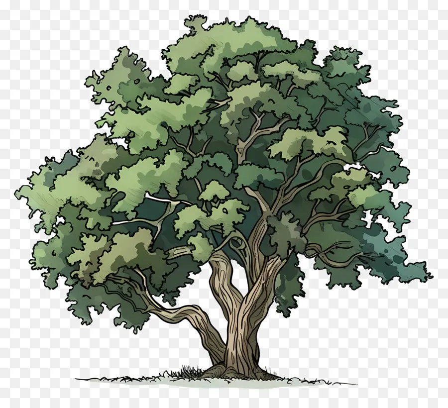 Roble，árbol PNG