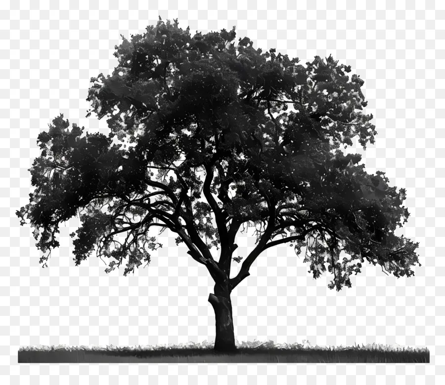 árbol De Roble，Árbol PNG