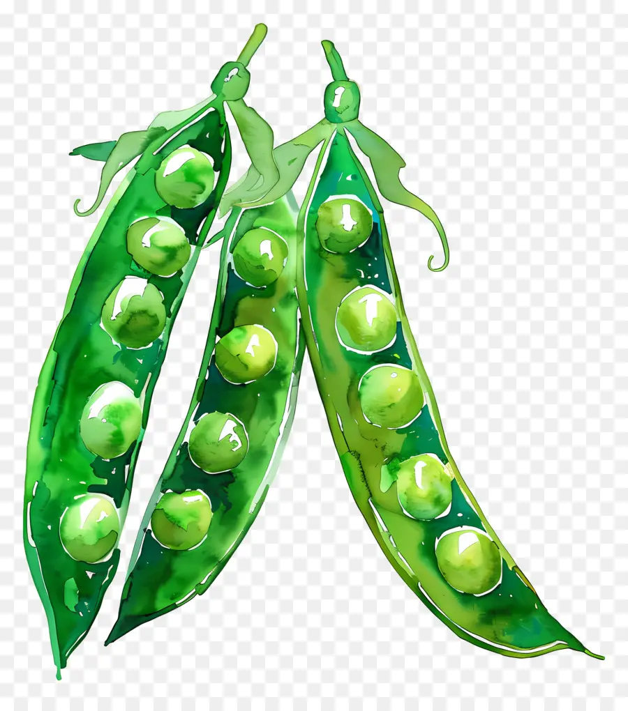 Peas，VAINAS PNG