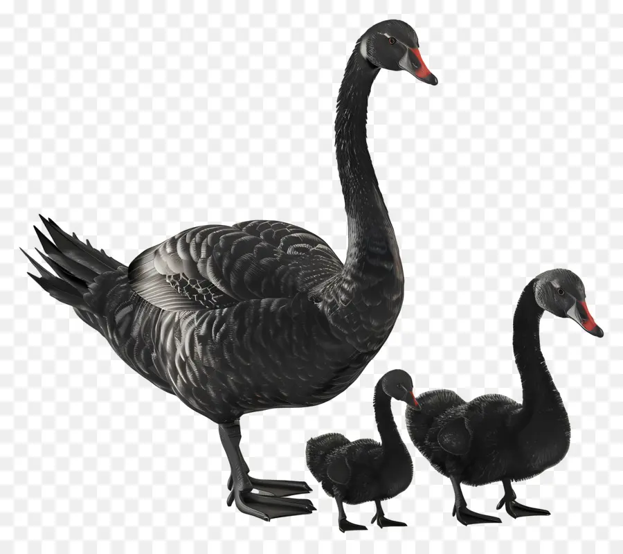 Cisne，Cisnes Negros PNG