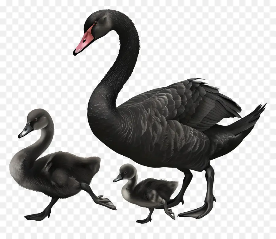 Cisne，Cisnes Negros PNG