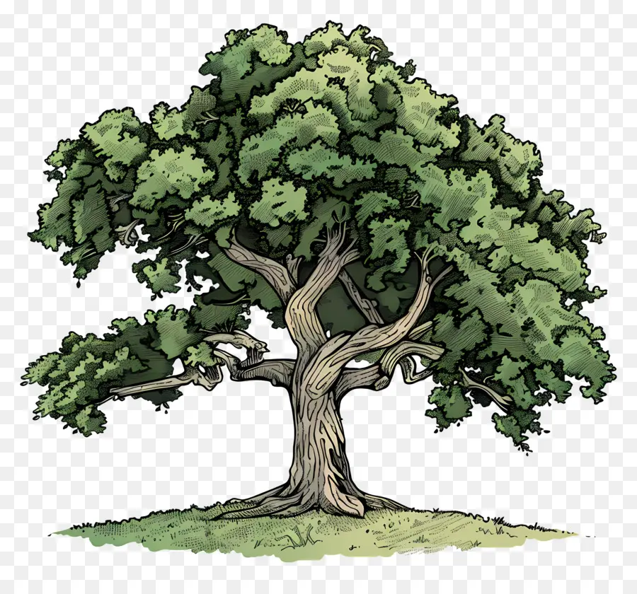 árbol De Roble，Naturaleza PNG