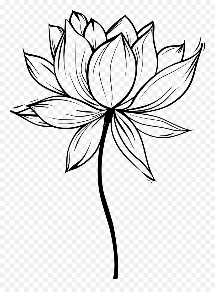 Lotus，Flor De Loto PNG