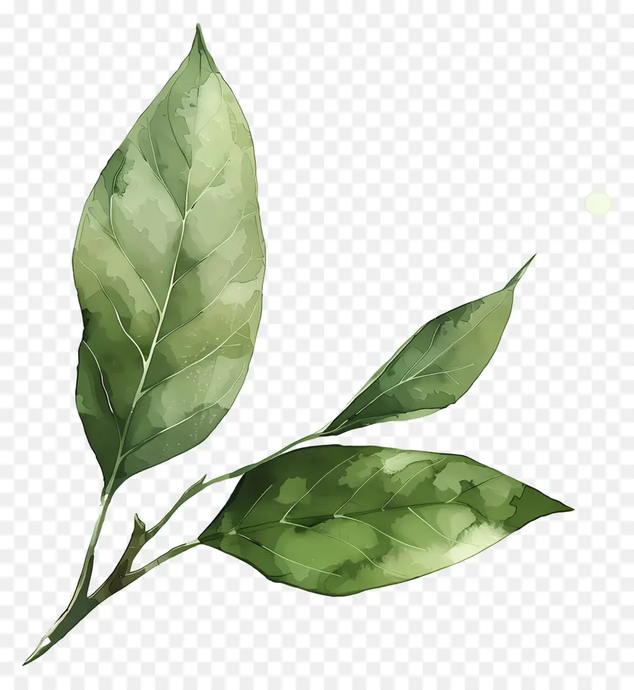 Hoja Verde，Hojas Verdes PNG