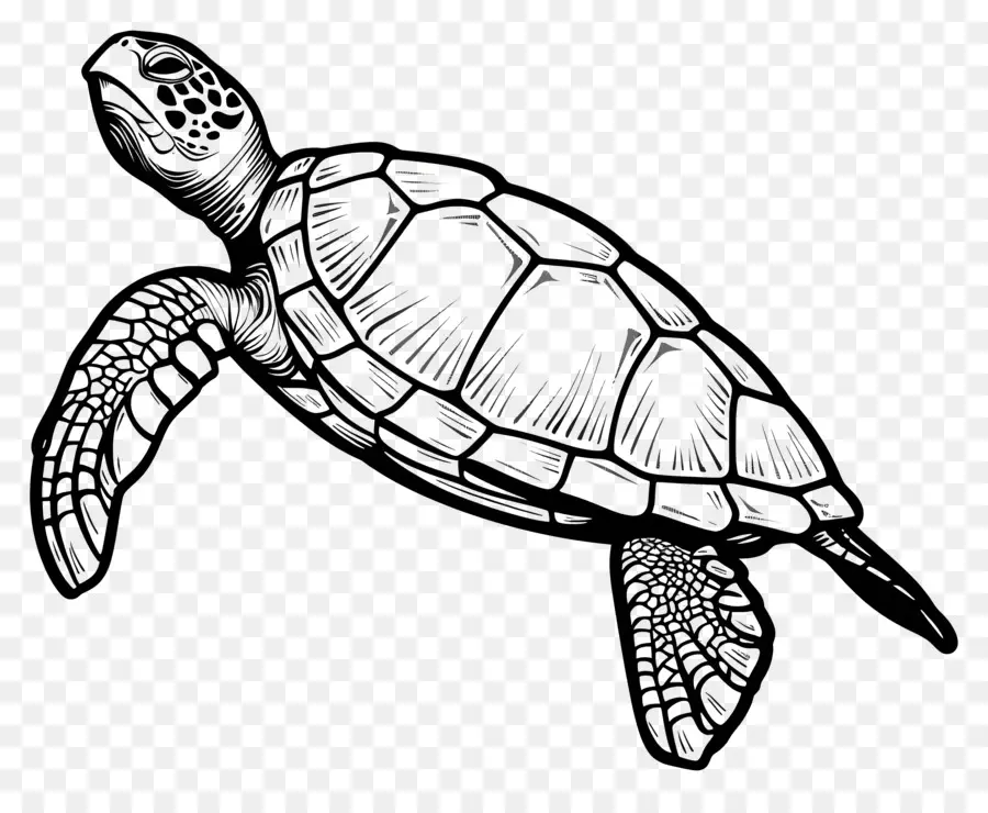 Un Dibujo De Línea，Tortuga PNG