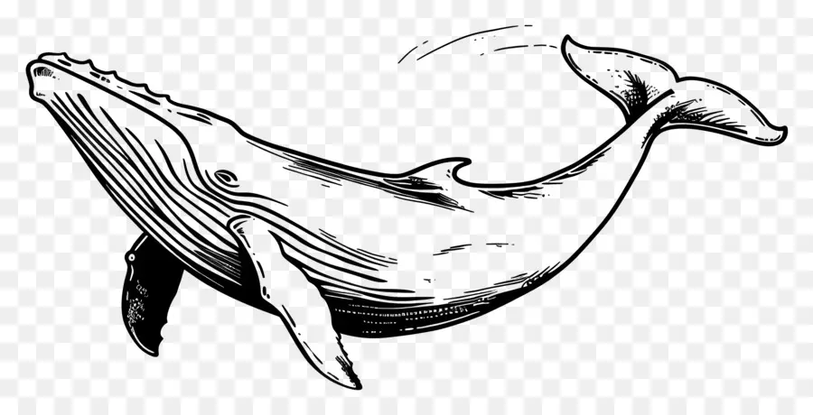 Un Dibujo De Línea，Ballena PNG