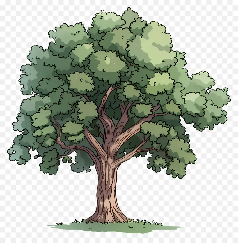 árbol De Roble，Árbol PNG