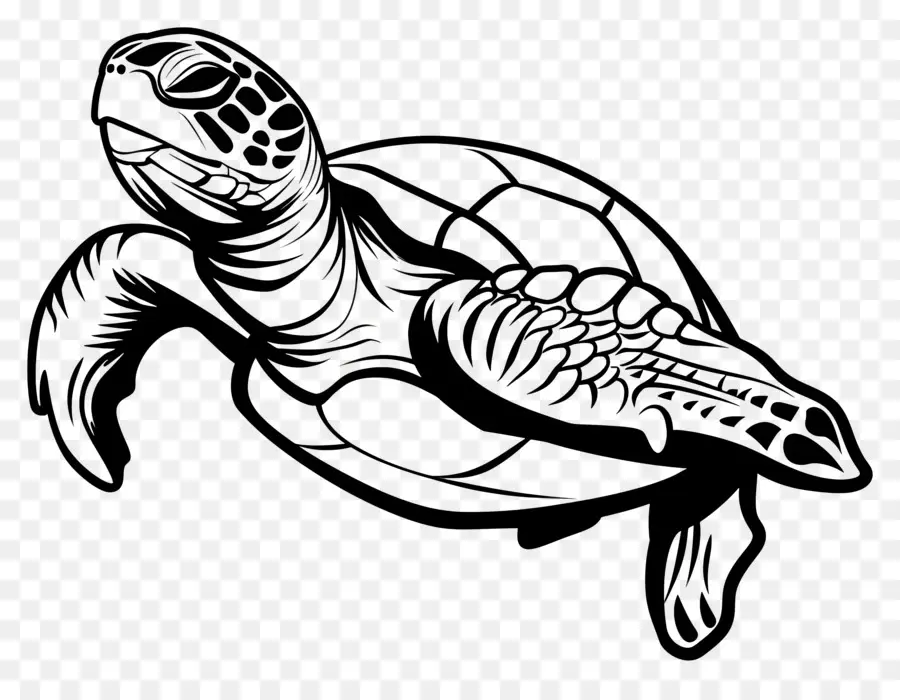 Dibujo De Una Linea，Tortuga Marina PNG