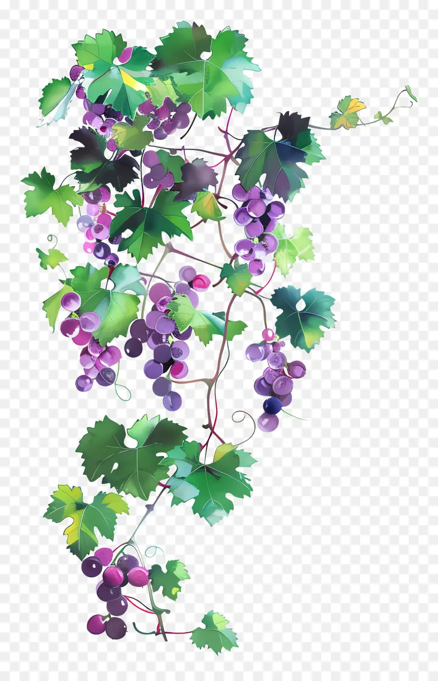 Vid De Uva，Uvas PNG