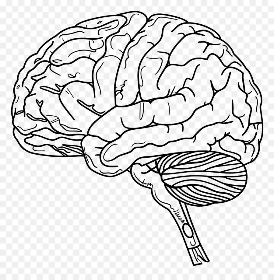 Cerebro，El Cerebro Humano PNG