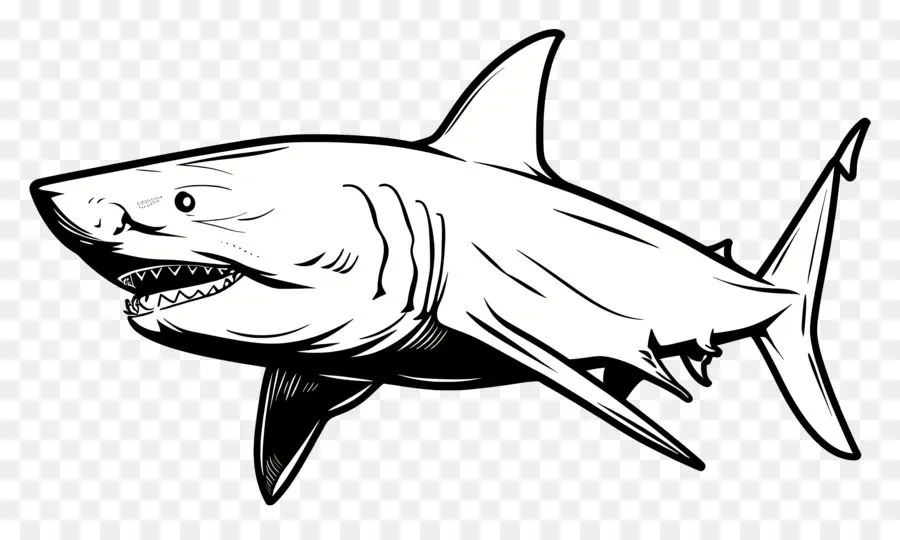 Un Dibujo De Línea，Tiburón PNG