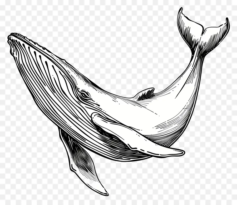 Un Dibujo De Línea，Ballena PNG