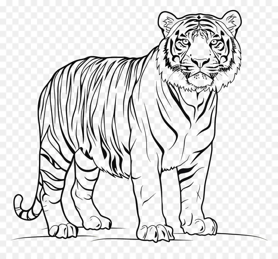 Tigre，Black Tiger PNG