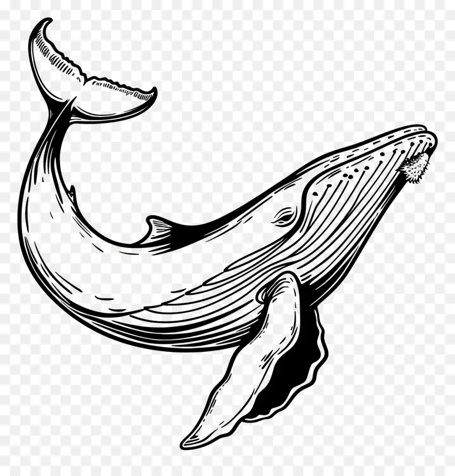 Dibujo De Una Linea，Ballena PNG