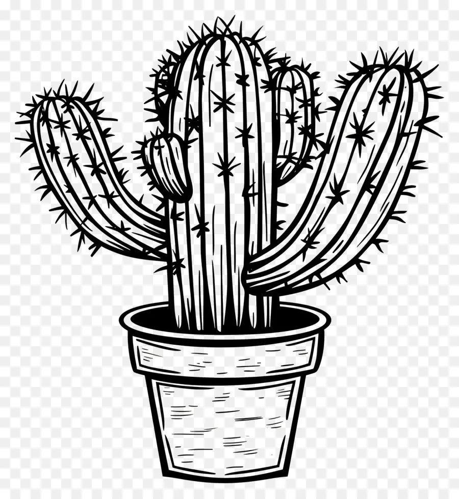 Un Dibujo De Línea，Cactus PNG