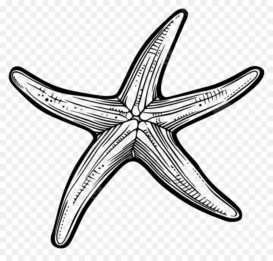 Estrella De Mar，Negro PNG