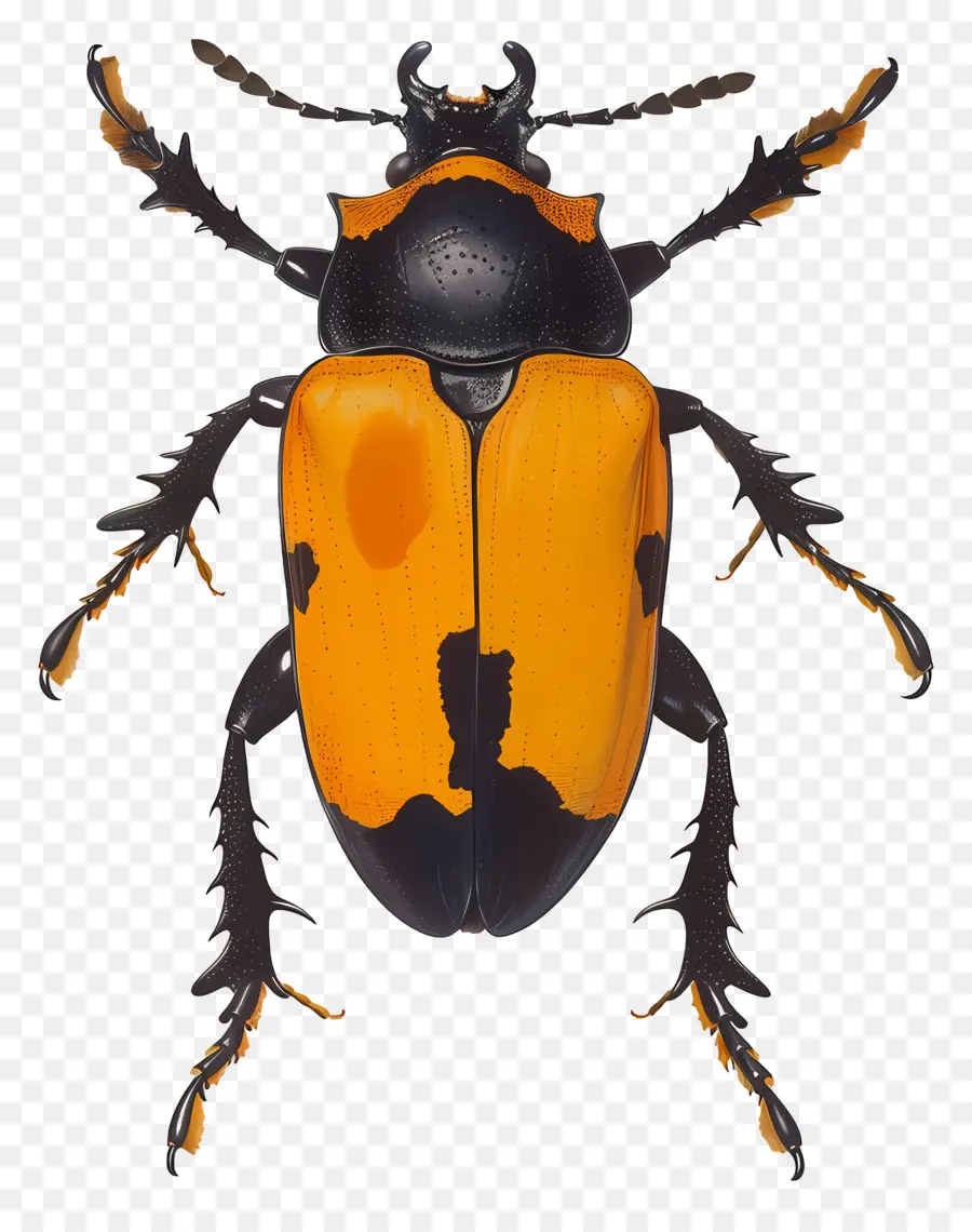 Escarabajo，Geotrupidae PNG