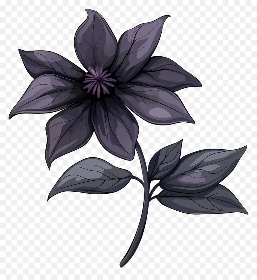 Flor，Flor Negro PNG