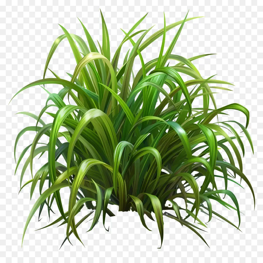 Vegetación De Hierba，Planta PNG