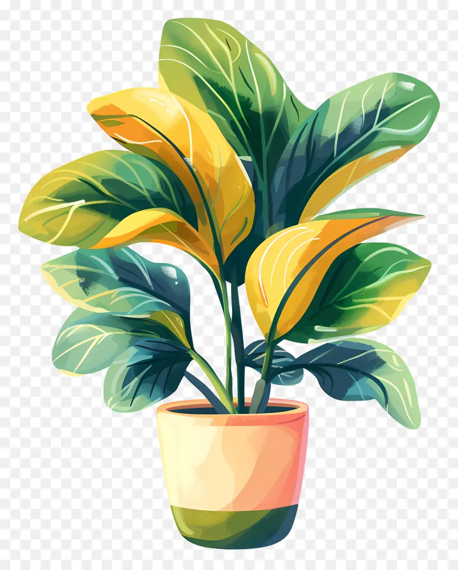 Planta Estefanía，Planta En Maceta PNG