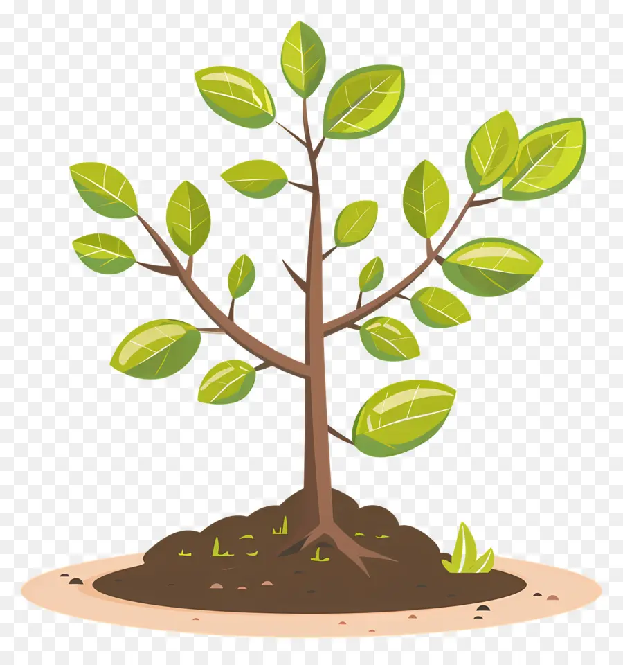 Cultivo De árboles，Árbol PNG