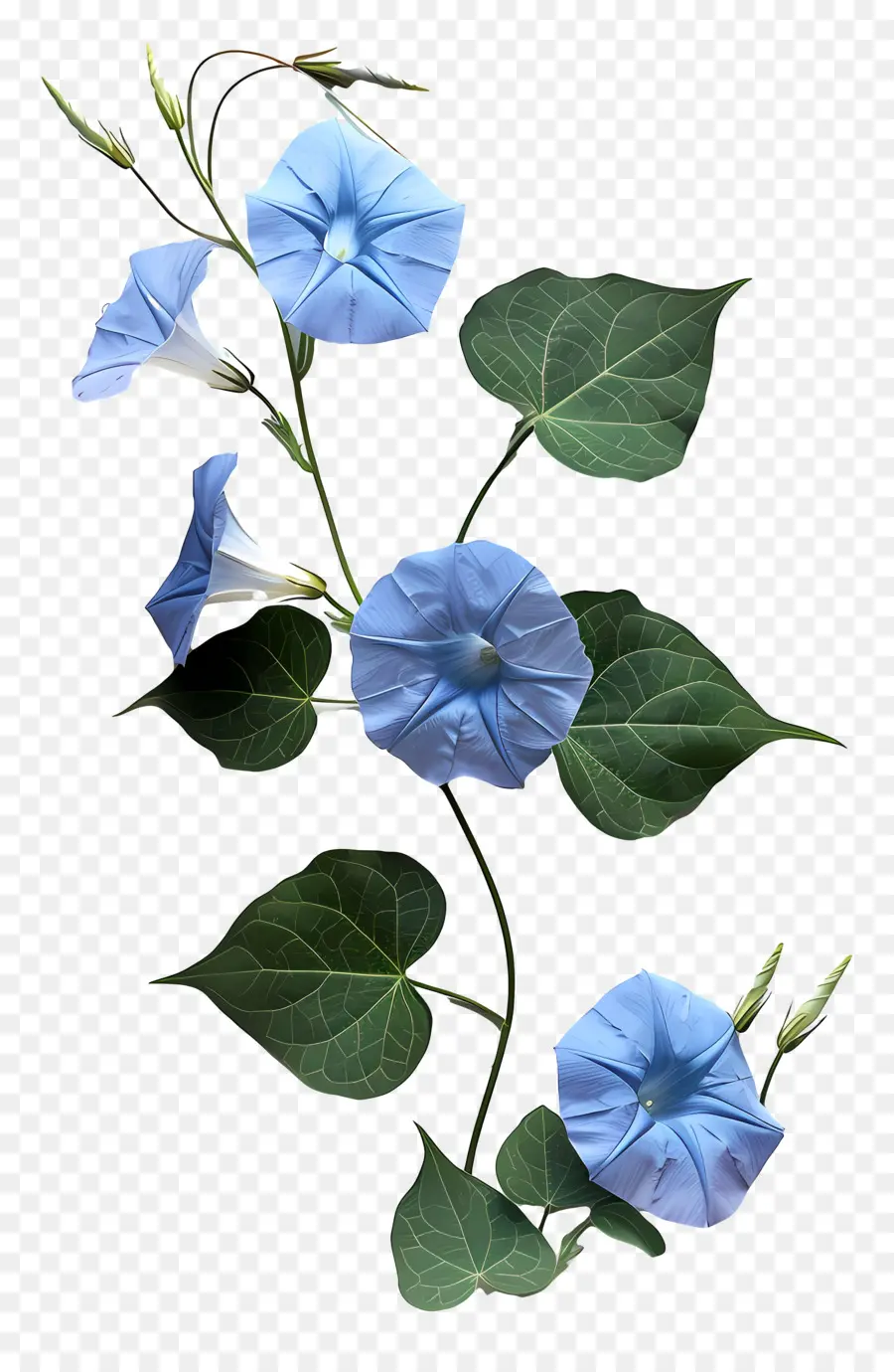 Gloria De La Mañana De La Vid，Flor Azul PNG