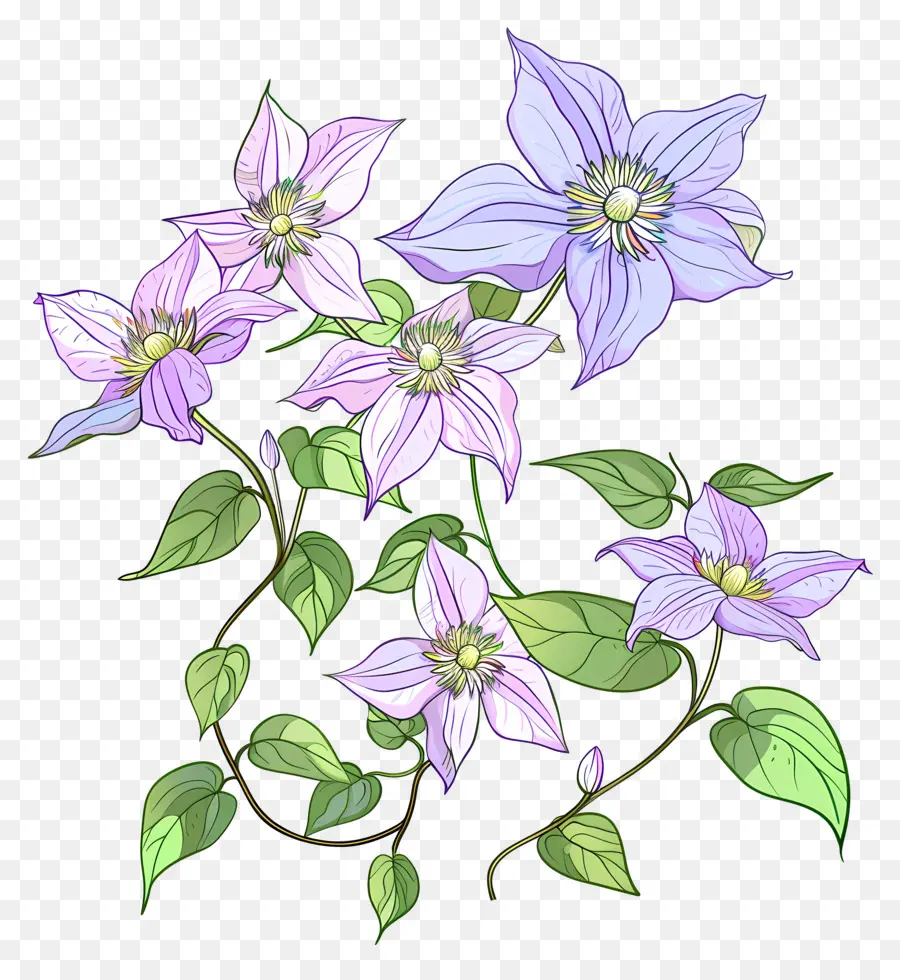 Clemátide Vid，Flores Moradas PNG