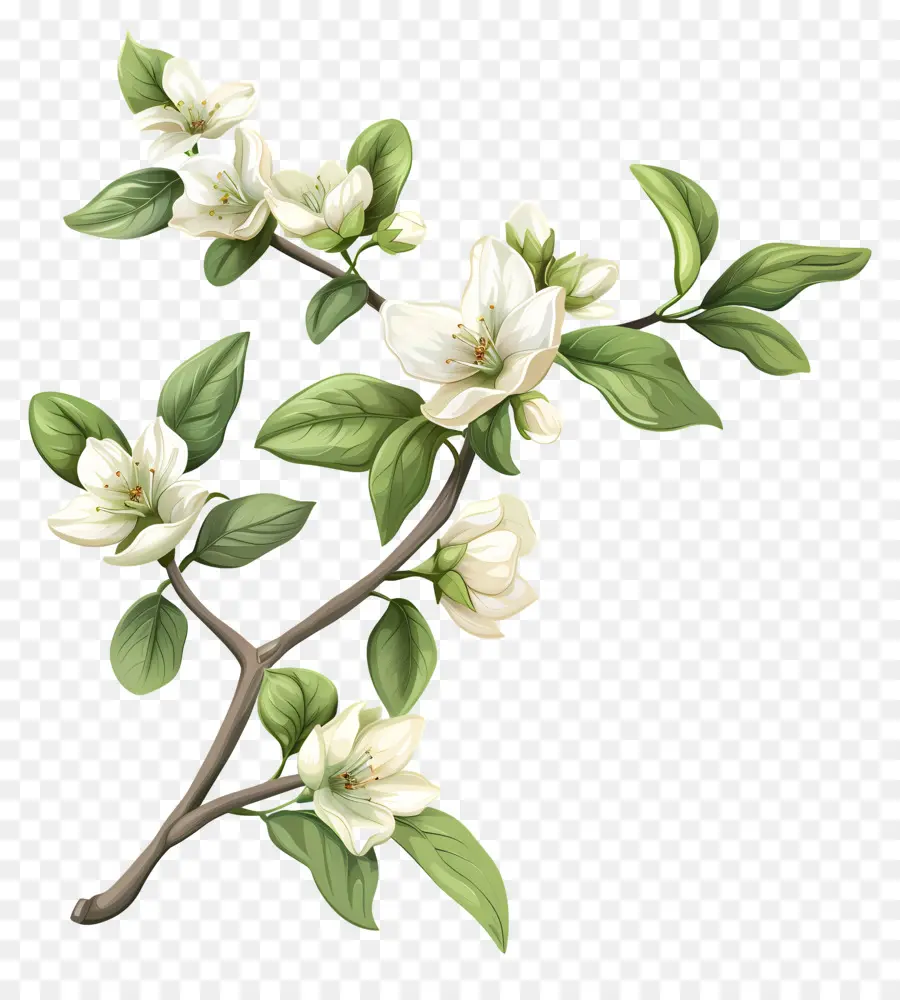 Crema De Flores，Las Flores De La Manzana PNG