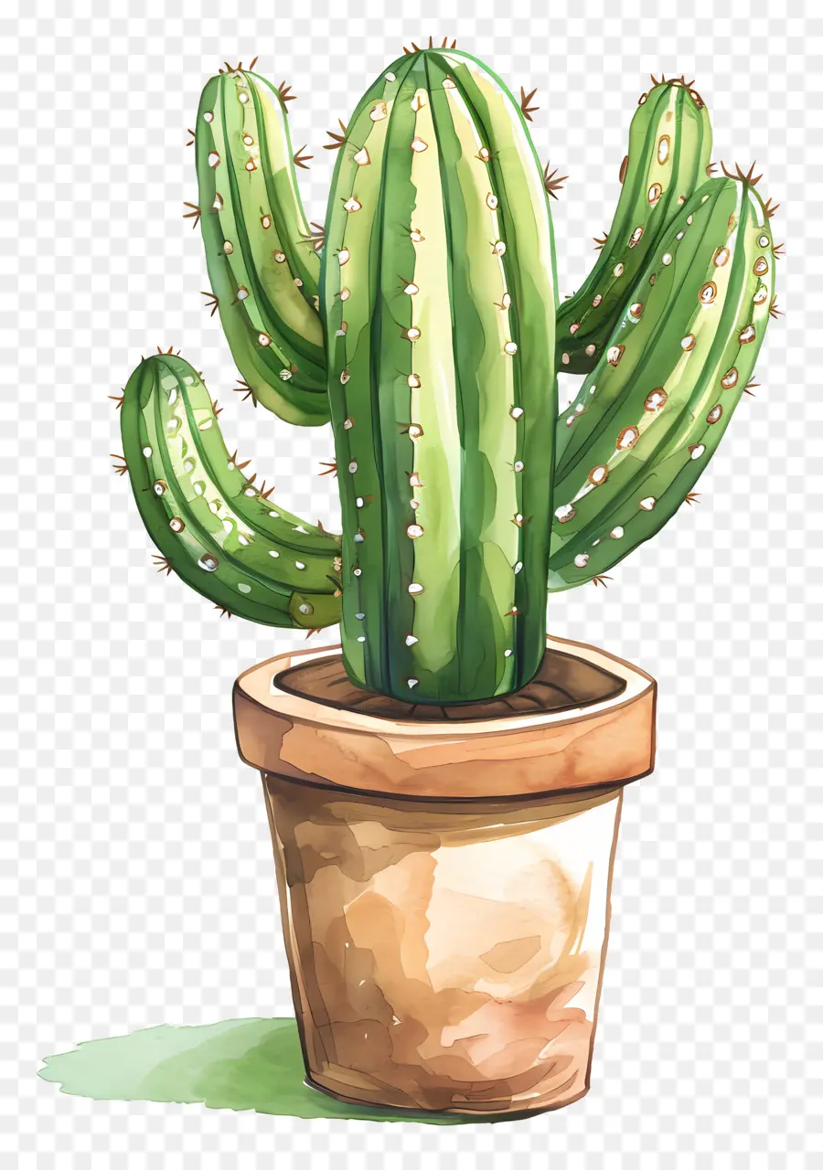 Cactus，Planta De Cactus PNG