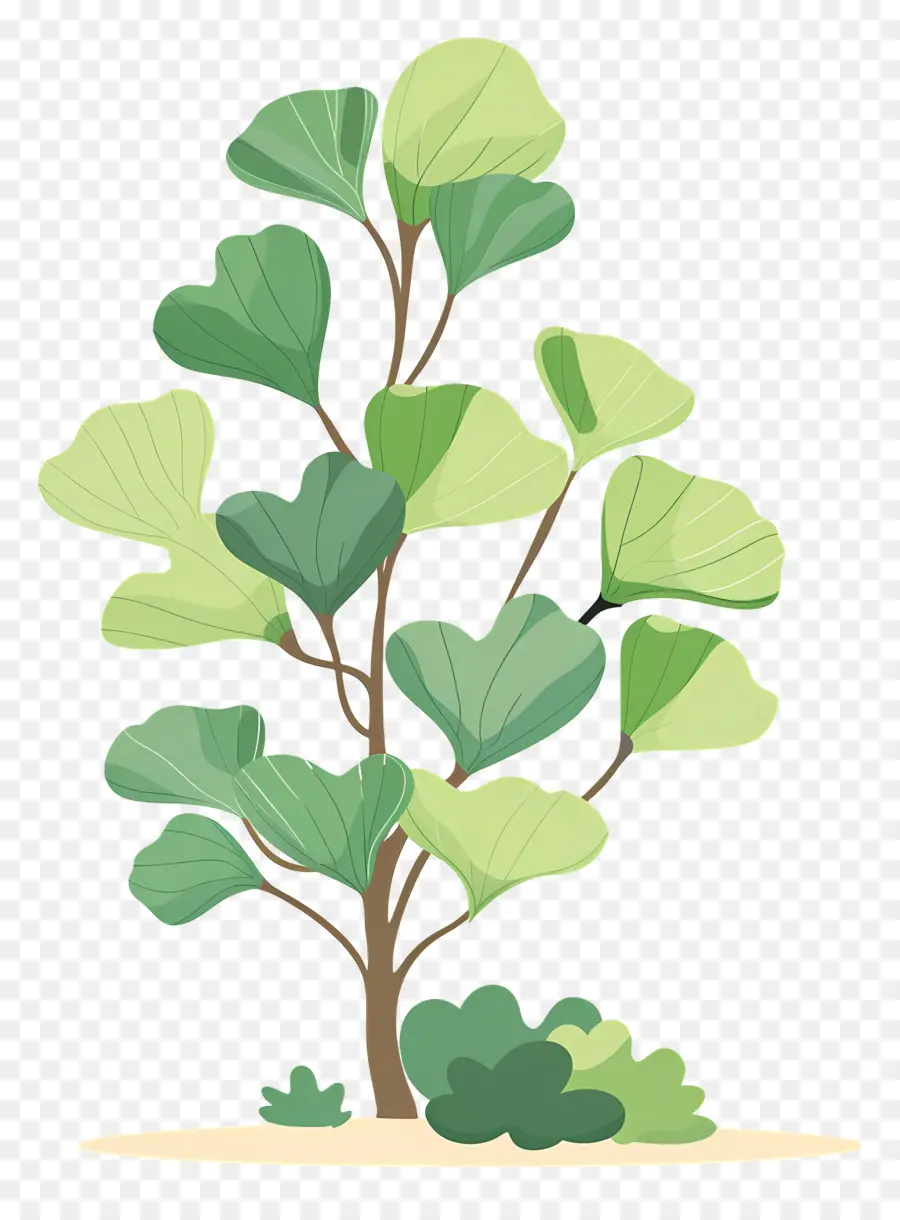 árbol De Ginkgo，árbol Verde PNG