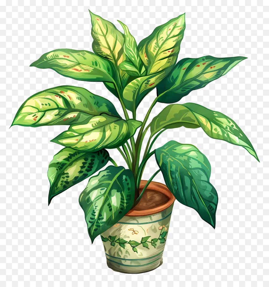 Planta De Stephania，Planta Verde PNG