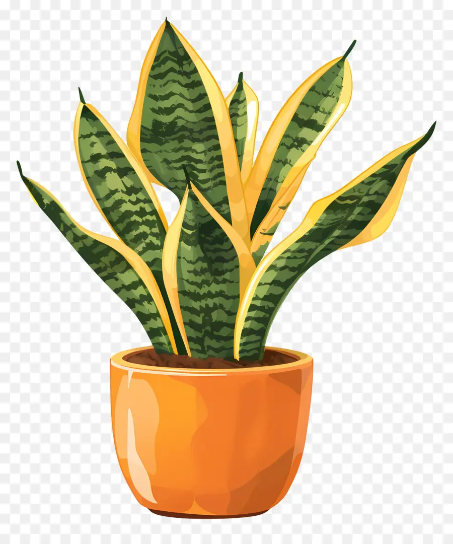 Planta De Sansevieria，La Planta De Serpiente PNG