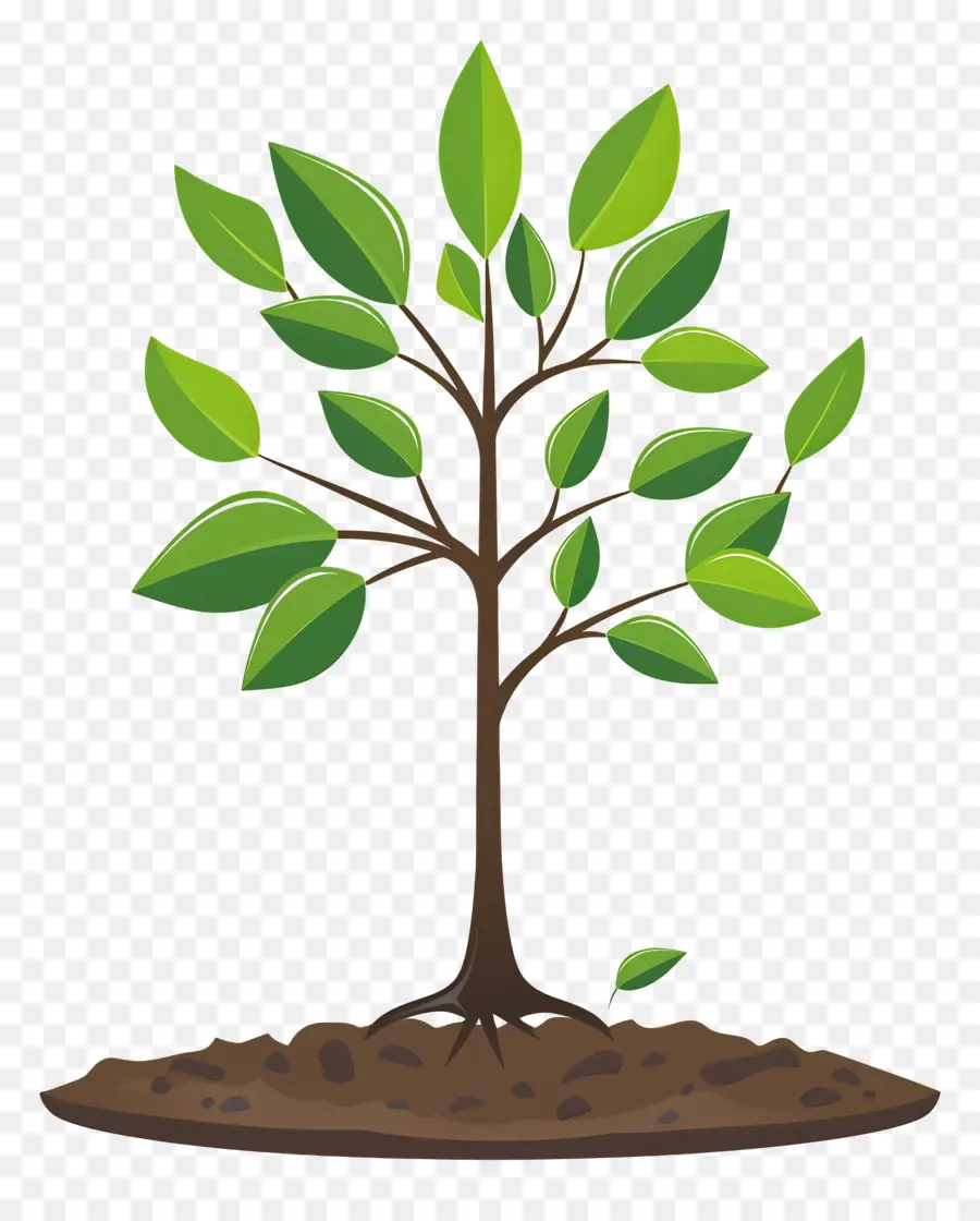 Cultivo De árboles，Árbol PNG