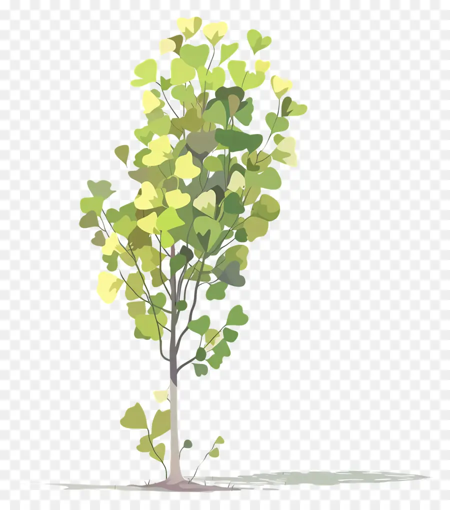 árbol De Ginkgo，árbol Verde PNG