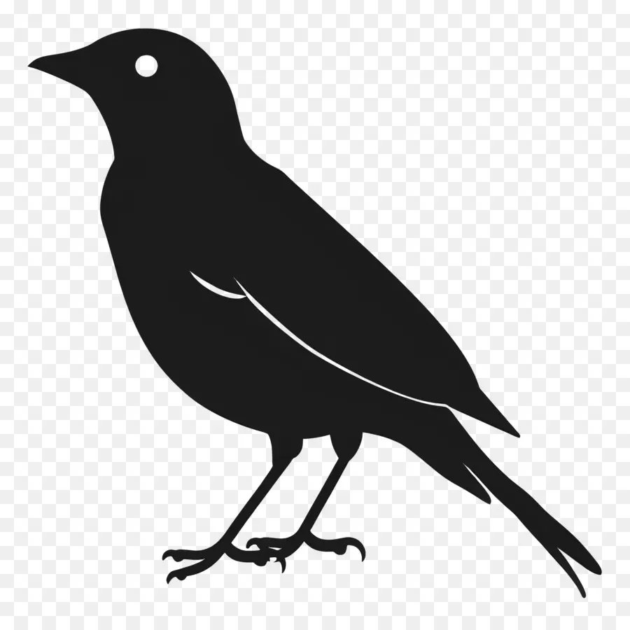 Bird Silueta，Pájaro Negro PNG