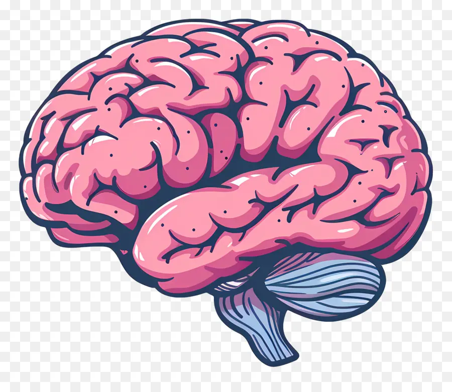 Cerebro，El Cerebro Humano PNG