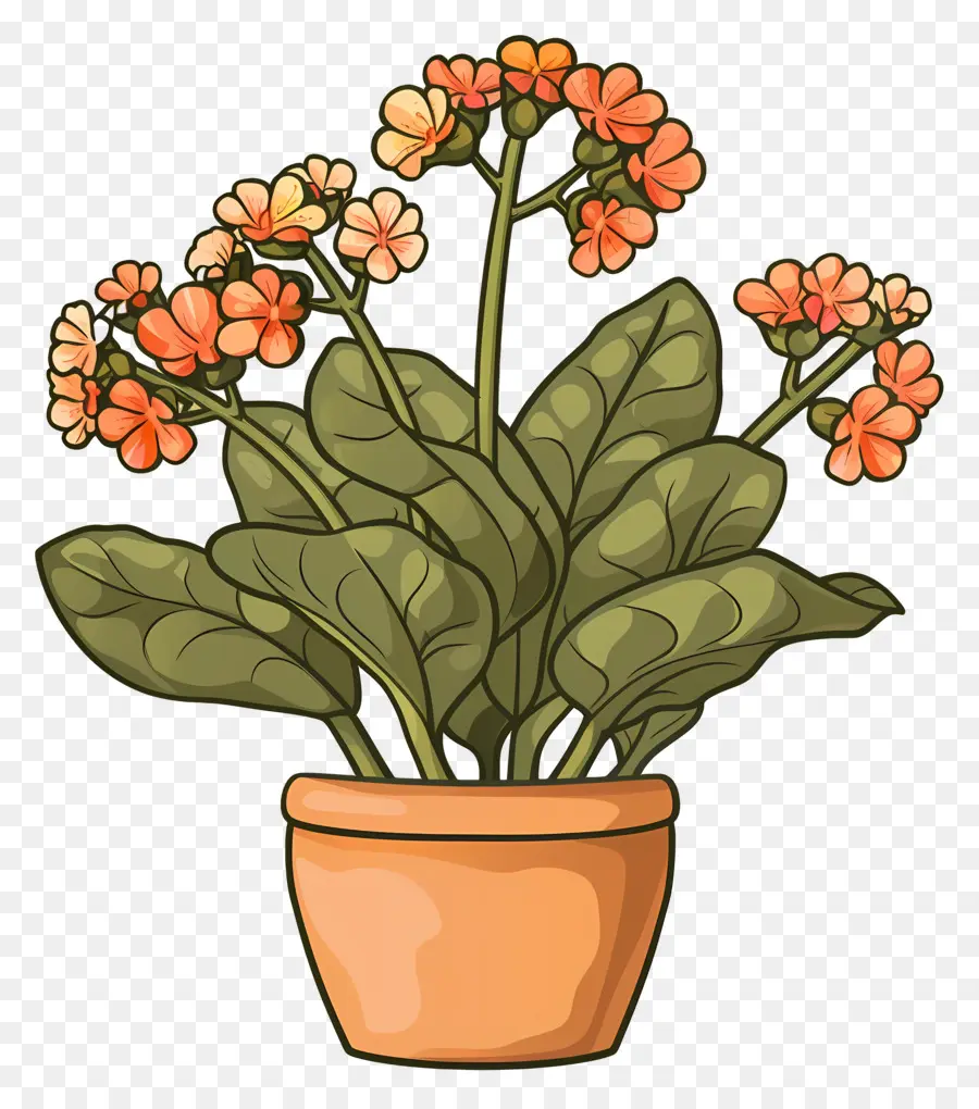 Kalanchoe，Planta En Maceta PNG