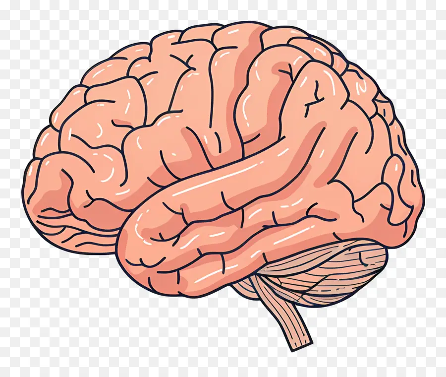 Cerebro，El Cerebro Humano PNG