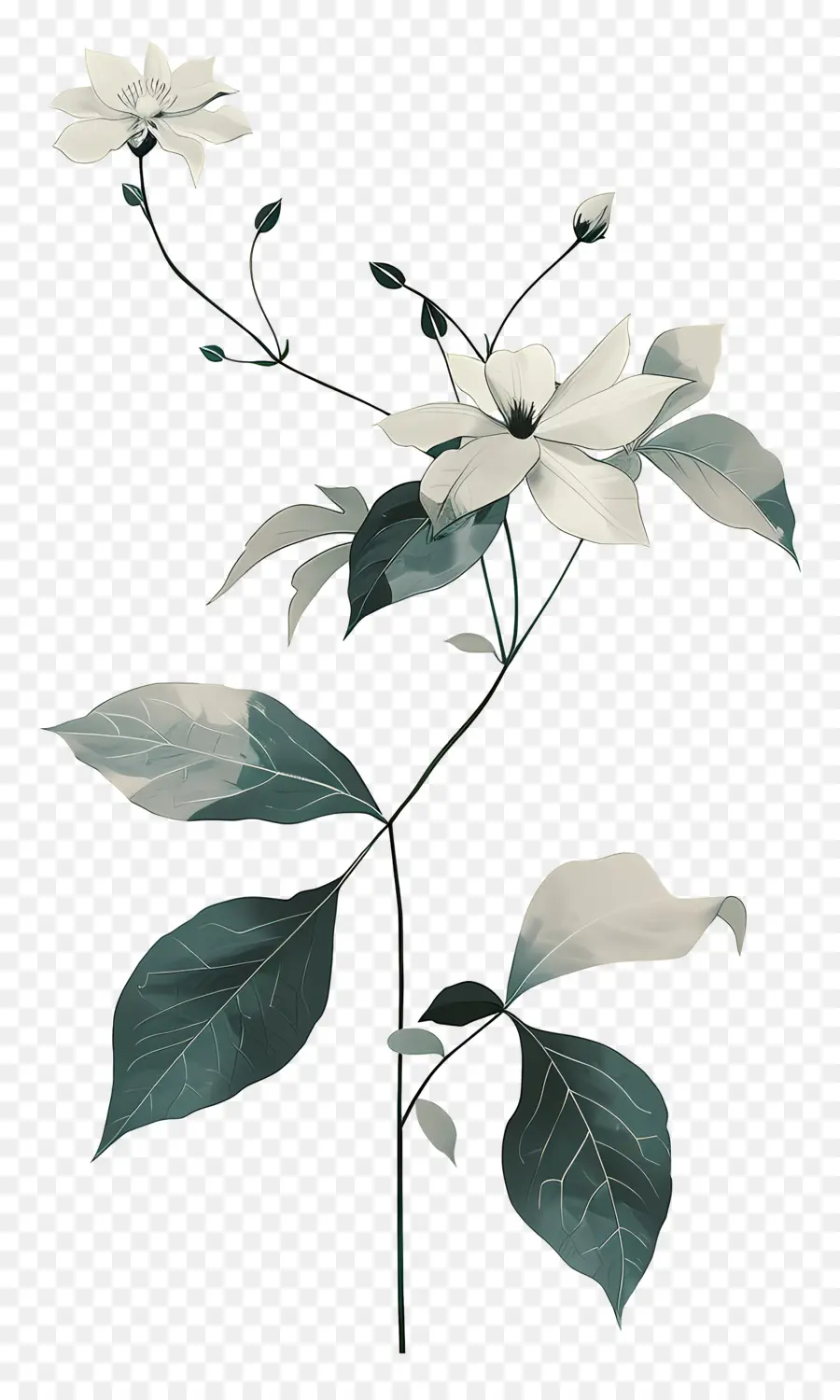 Clemátide Vid，Flor PNG