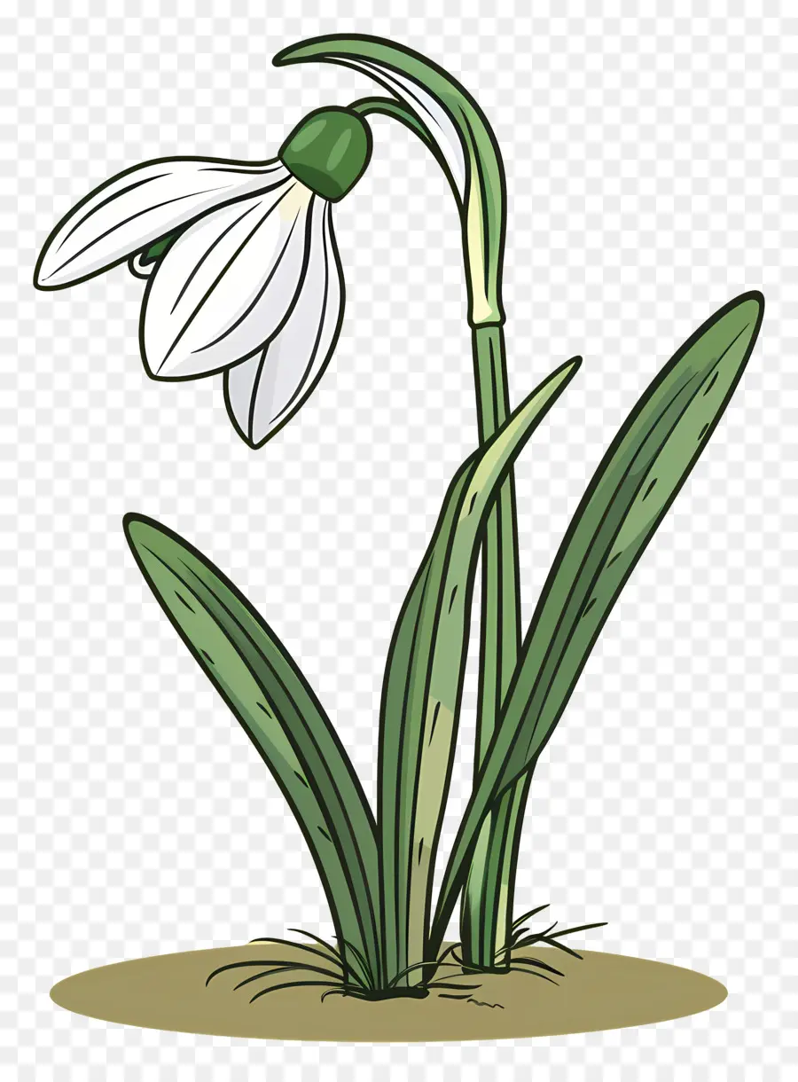 Flor De Nieve，Campanilla De Invierno PNG