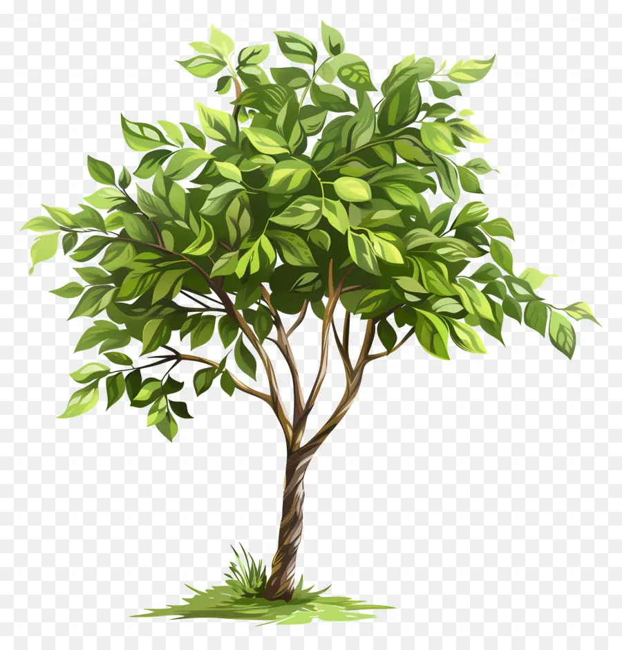 árbol Verde，Hojas PNG