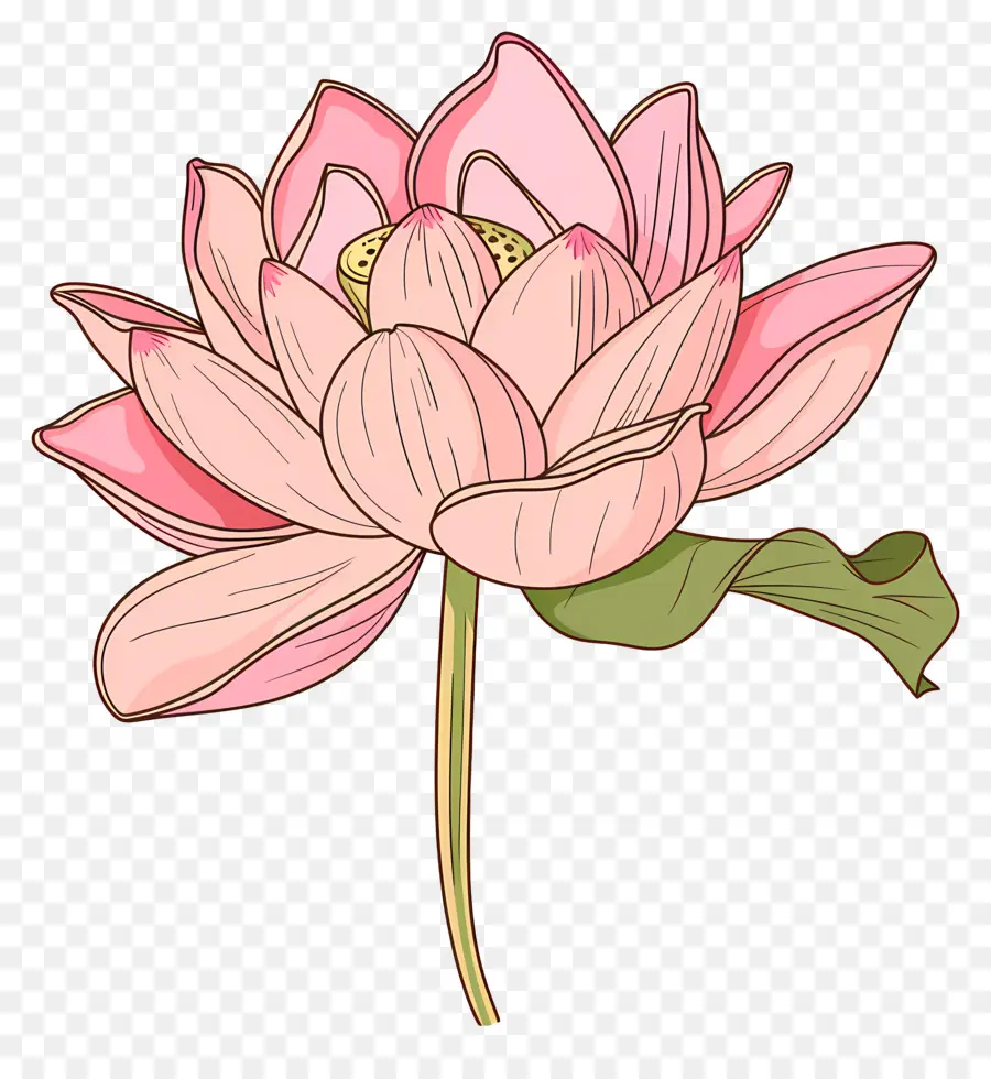 Lotus，Flor De Loto PNG