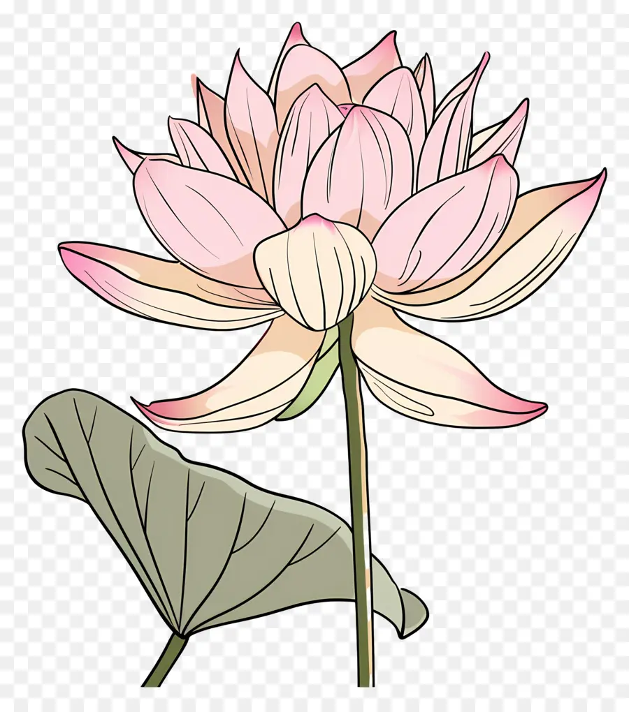 Lotus，Flor De Loto PNG