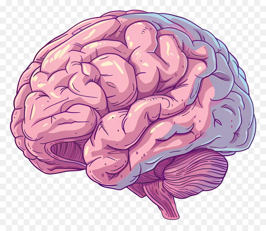 Cerebro，El Cerebro Humano PNG