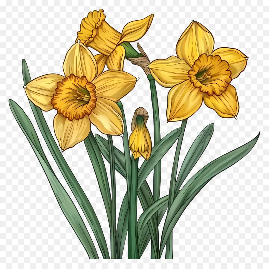 Narcisos Amarillos，Los Narcisos PNG