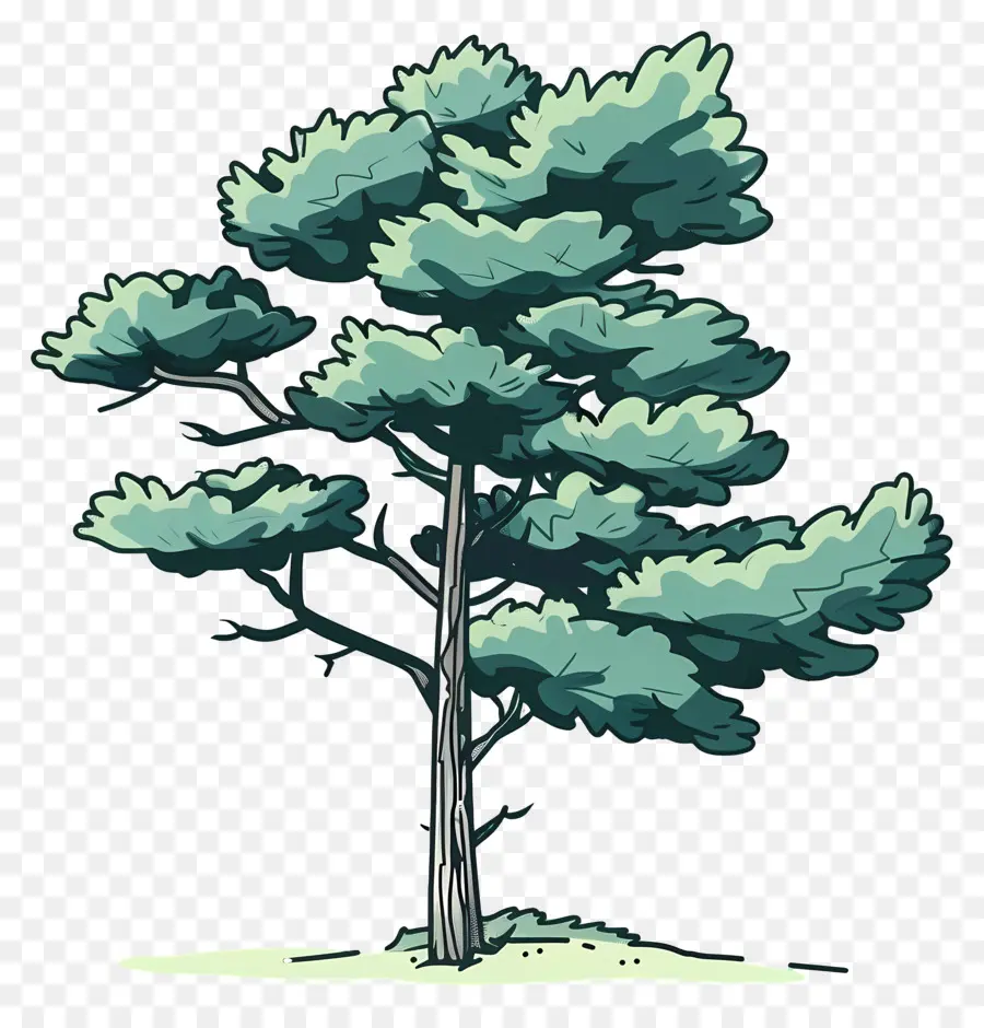 árbol De Pino，Verde PNG